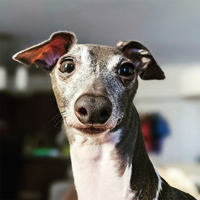 Photo d'un chien Lévrier italien gris